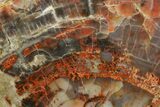 Colorful, Polished Petrified Wood (Araucarioxylon) - Arizona #371646-2
